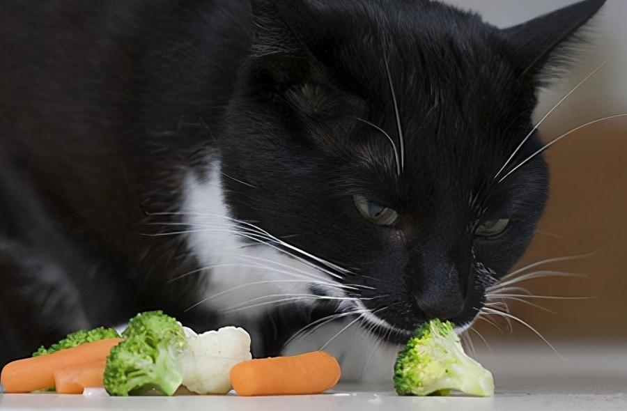猫可以吃萝卜吗（最爱吃的10种蔬菜分享）