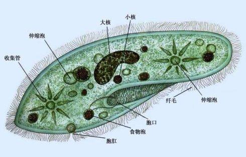 草履虫是动物吗（属于单细胞动物吗）