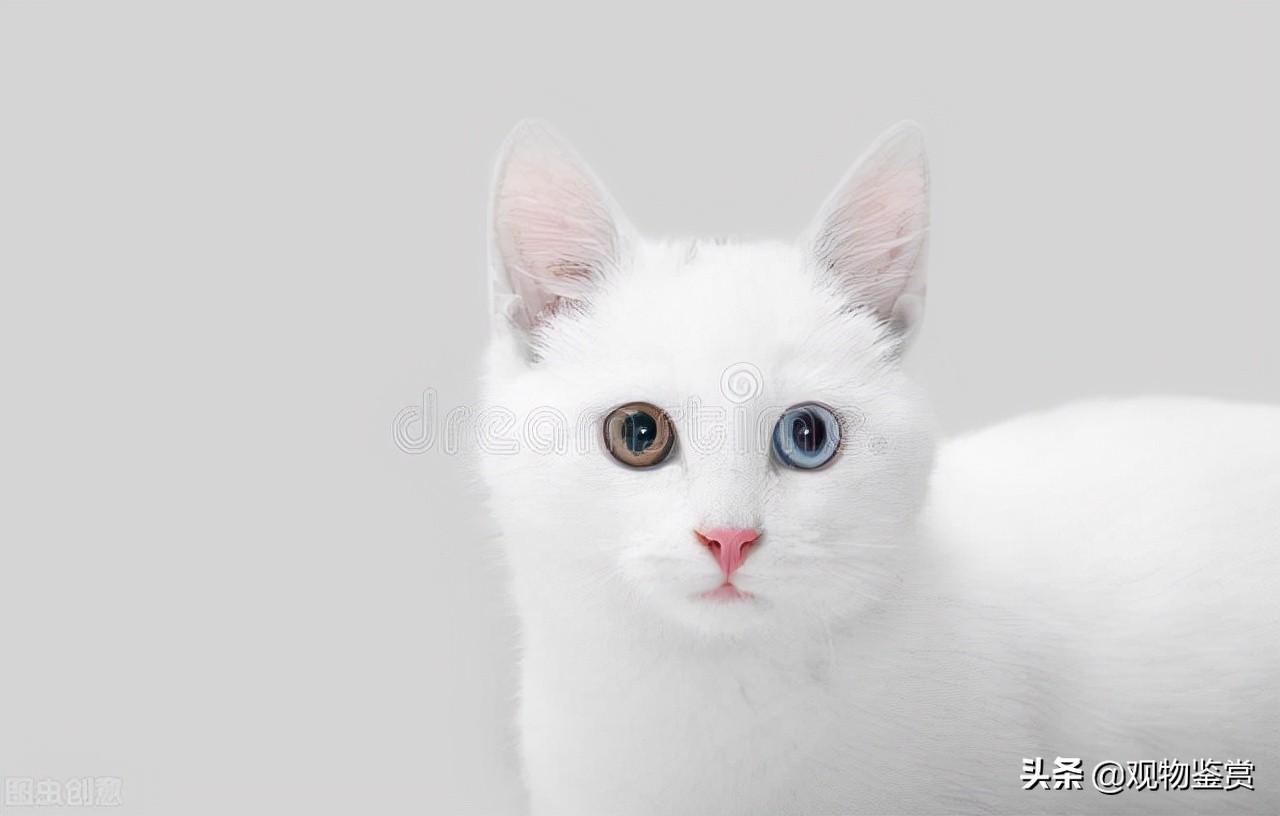 白色异瞳猫什么品种（建不建议养）