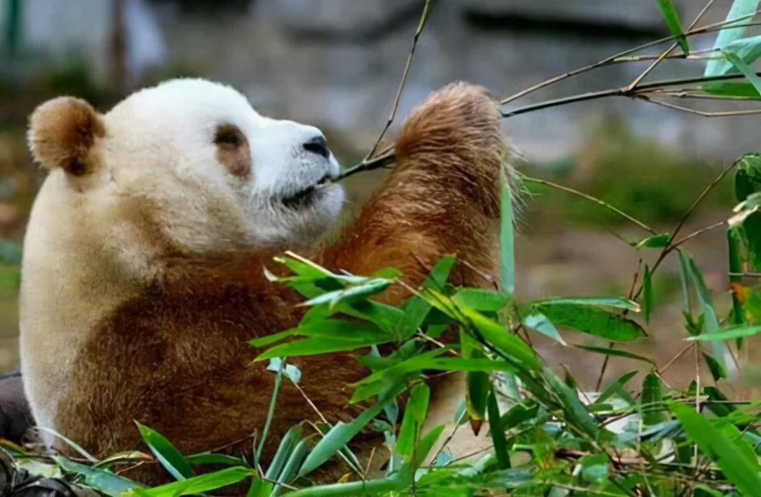棕色大熊猫在哪（为什么只有中国有）